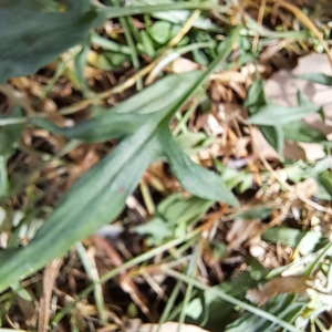 Rumex acetosella at Mount Majura - 11 Mar 2024