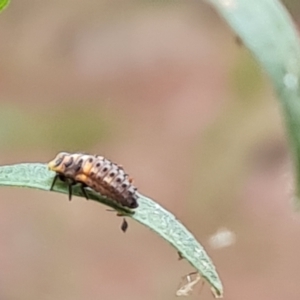 Hippodamia variegata at Isaacs Ridge and Nearby - 8 Mar 2024 09:26 AM