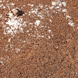 Iridomyrmex purpureus at Mount Majura - 11 Mar 2024