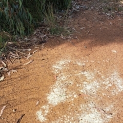 Iridomyrmex purpureus at Mount Majura - 11 Mar 2024