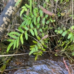 Blechnum minus (Soft Water Fern) at Monga, NSW - 10 Mar 2024 by JaneR