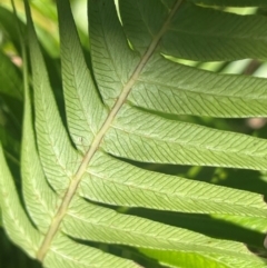 Blechnum nudum (Fishbone Water Fern) at Monga National Park - 10 Mar 2024 by JaneR