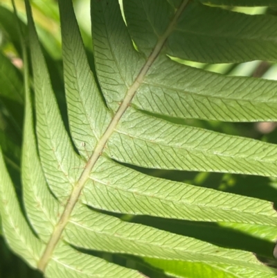 Blechnum nudum (Fishbone Water Fern) at Mongarlowe River - 10 Mar 2024 by JaneR