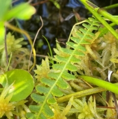 Blechnum penna-marina (Alpine Water Fern) at Monga, NSW - 10 Mar 2024 by JaneR