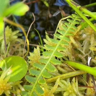 Blechnum penna-marina (Alpine Water Fern) at QPRC LGA - 10 Mar 2024 by JaneR