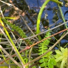 Blechnum penna-marina at QPRC LGA - 10 Mar 2024