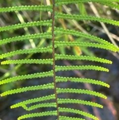 Gleichenia dicarpa (Wiry Coral Fern) at Monga National Park - 10 Mar 2024 by JaneR