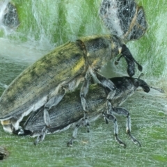 Lixus cardui (Thistle Stem-borer Weevil) at Strathnairn, ACT - 6 Dec 2022 by jb2602