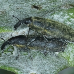 Lixus cardui at Stony Creek - 6 Dec 2022