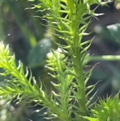 Lycopodiella lateralis (Slender Clubmoss) at QPRC LGA - 10 Mar 2024 by JaneR