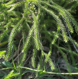 Lateristachys lateralis at QPRC LGA - 10 Mar 2024