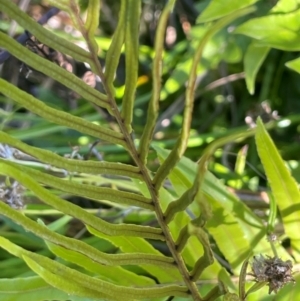 Blechnum sp. at QPRC LGA - 10 Mar 2024