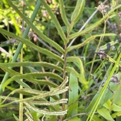 Blechnum sp. at QPRC LGA - 10 Mar 2024