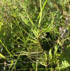 Blechnum sp. at QPRC LGA - 10 Mar 2024