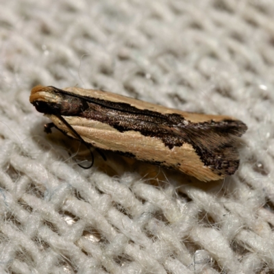 Ardozyga hilara (A Gelechioid moth) - NatureMapr Australia