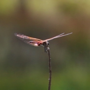 Tramea loewii at Hume, ACT - 11 Mar 2024