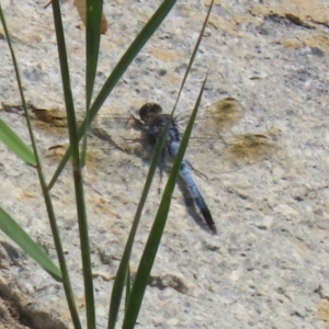 Orthetrum caledonicum at Hume, ACT - 11 Mar 2024