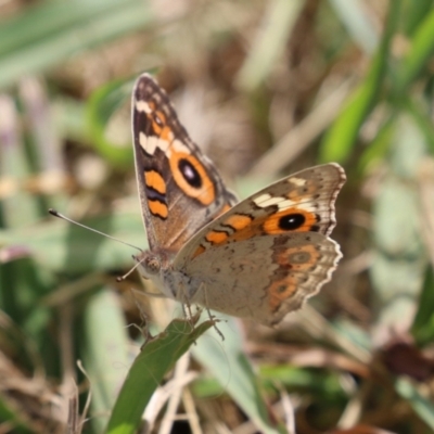 Junonia villida (Meadow Argus) at Hume, ACT - 11 Mar 2024 by RodDeb