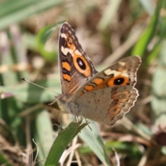 Junonia villida at Hume, ACT - 11 Mar 2024 12:58 PM