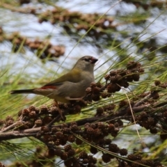 Neochmia temporalis (Red-browed Finch) at Hume, ACT - 11 Mar 2024 by RodDeb