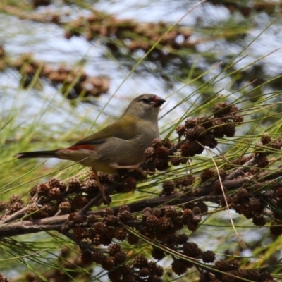 Neochmia temporalis (Red-browed Finch) at Hume, ACT - 11 Mar 2024 by RodDeb