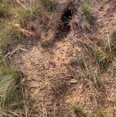 Oryctolagus cuniculus (European Rabbit) at Mount Majura - 10 Mar 2024 by waltraud