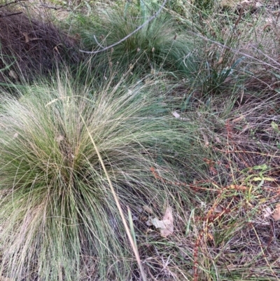 Nassella trichotoma (Serrated Tussock) at Watson, ACT - 11 Mar 2024 by waltraud