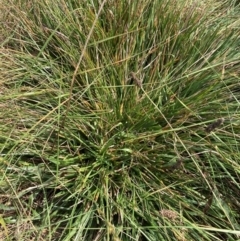 Nassella neesiana (Chilean Needlegrass) at Mount Majura - 11 Mar 2024 by waltraud