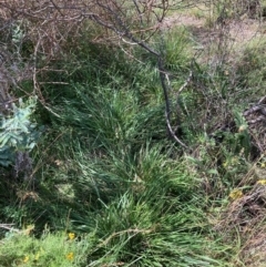 Nassella neesiana at Mount Majura - 11 Mar 2024