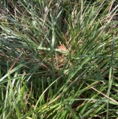 Nassella neesiana at Mount Majura - 11 Mar 2024