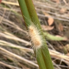 Lepidoptera unclassified IMMATURE (caterpillar or pupa or cocoon) at Aranda, ACT - 11 Mar 2024 by lbradley