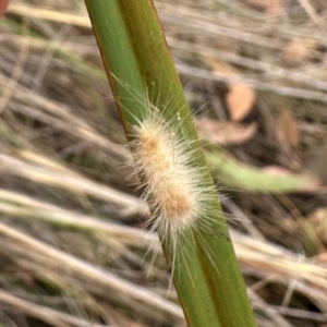 Lepidoptera unclassified IMMATURE moth at Aranda, ACT - 11 Mar 2024