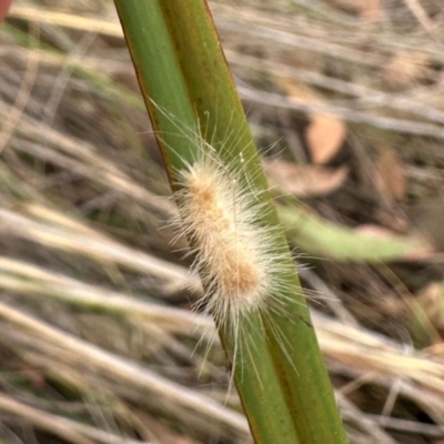 Lepidoptera unclassified IMMATURE moth at Aranda, ACT - 11 Mar 2024 by lbradley