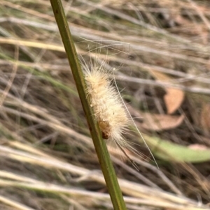 Lepidoptera unclassified IMMATURE moth at Aranda, ACT - 11 Mar 2024