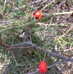 Rosa rubiginosa (Sweet Briar, Eglantine) at Watson, ACT - 11 Mar 2024 by waltraud