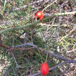 Rosa rubiginosa at The Fair, Watson - 11 Mar 2024