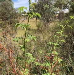 Rosa rubiginosa at The Fair, Watson - 11 Mar 2024 12:44 PM