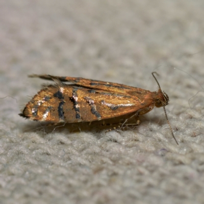 Glyphipterix perimetalla (Five-bar Sedge-moth) at Harrison, ACT - 10 Mar 2024 by DPRees125