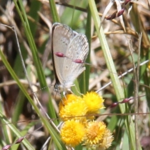 Zizina otis at Franklin Grassland (FRA_5) - 11 Feb 2024