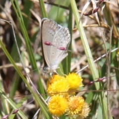 Zizina otis (Common Grass-Blue) at Harrison, ACT - 11 Feb 2024 by JenniM