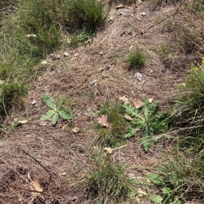 Cirsium vulgare (Spear Thistle) at Mount Majura - 11 Mar 2024 by waltraud
