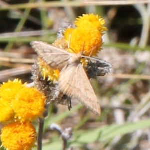 Scopula rubraria at Franklin Grassland (FRA_5) - 11 Feb 2024