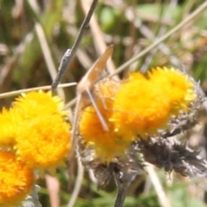 Scopula rubraria at Franklin Grassland (FRA_5) - 11 Feb 2024