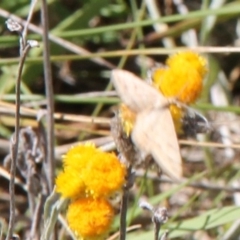 Scopula rubraria at Franklin Grassland (FRA_5) - 11 Feb 2024