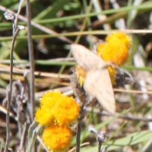 Scopula rubraria at Franklin Grassland (FRA_5) - 11 Feb 2024