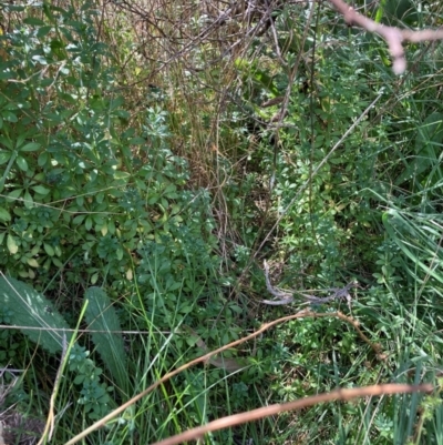 Galium aparine (Goosegrass, Cleavers) at Watson, ACT - 11 Mar 2024 by waltraud