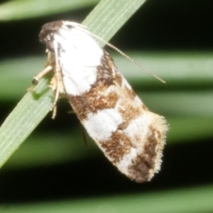 Ardozyga abruptella at Freshwater Creek, VIC - 4 Feb 2024