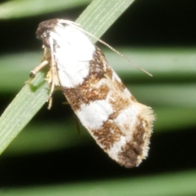 Ardozyga abruptella (A Gelechioid moth) at WendyM's farm at Freshwater Ck. - 4 Feb 2024 by WendyEM