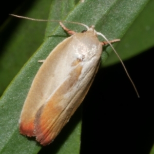 Ptyoptila matutinella at Freshwater Creek, VIC - 4 Feb 2024