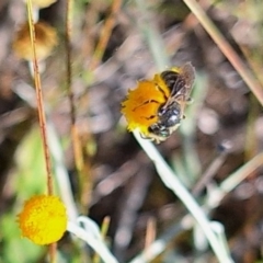 Lasioglossum (Chilalictus) sp. (genus & subgenus) (Halictid bee) at Franklin Grassland (FRA_5) - 11 Feb 2024 by JenniM